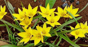 Popis odrůd botanických tulipánů, funkce výsadby a péče